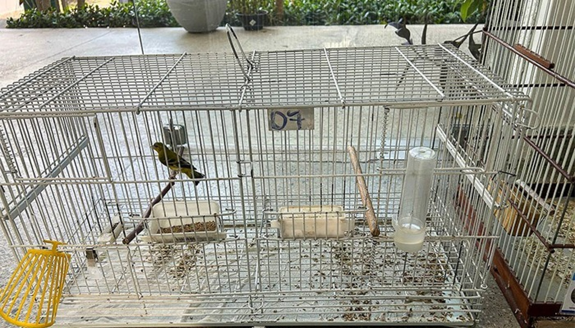 Ceará integra operação nacional de combate ao tráfico de animais silvestres e prende cinco investigados no estado