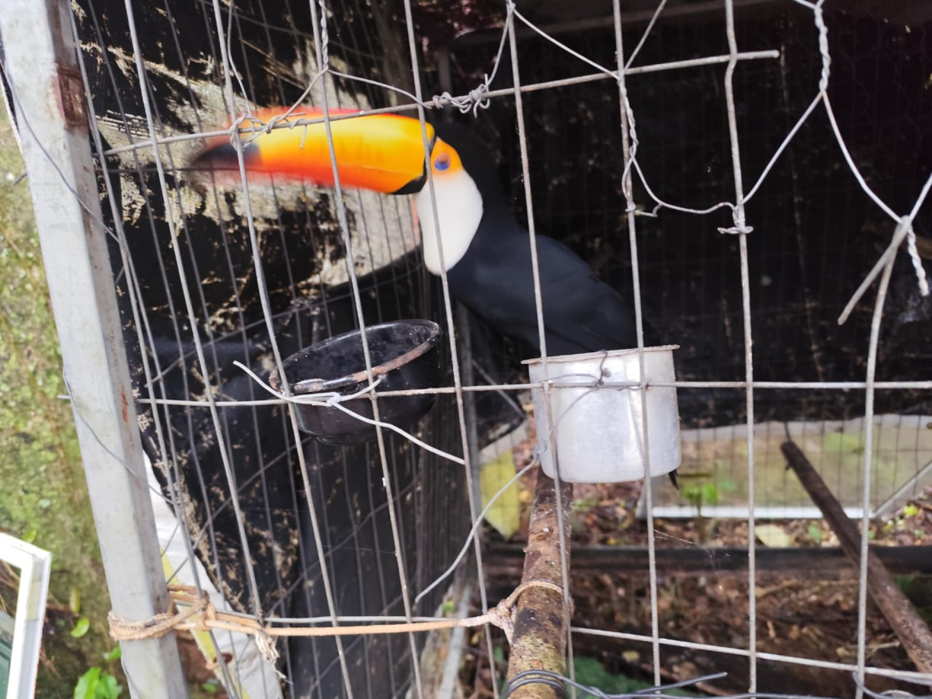 Operação Libertas prende 18 pessoas e resgata quase 800 animais em 11 estados 