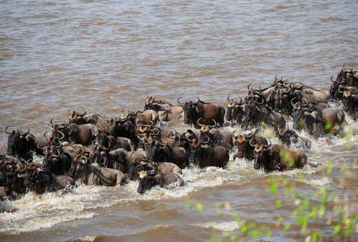Além disso, no Parque vivem mais de 35 espécies de grandes mamíferos como leões, hipopótamos, elefantes, leopardos, rinocerontes, girafas, antílopes e búfalos. Ele também possui hienas, chitas, macacos, além de mais de 500 espécies de pássaros.