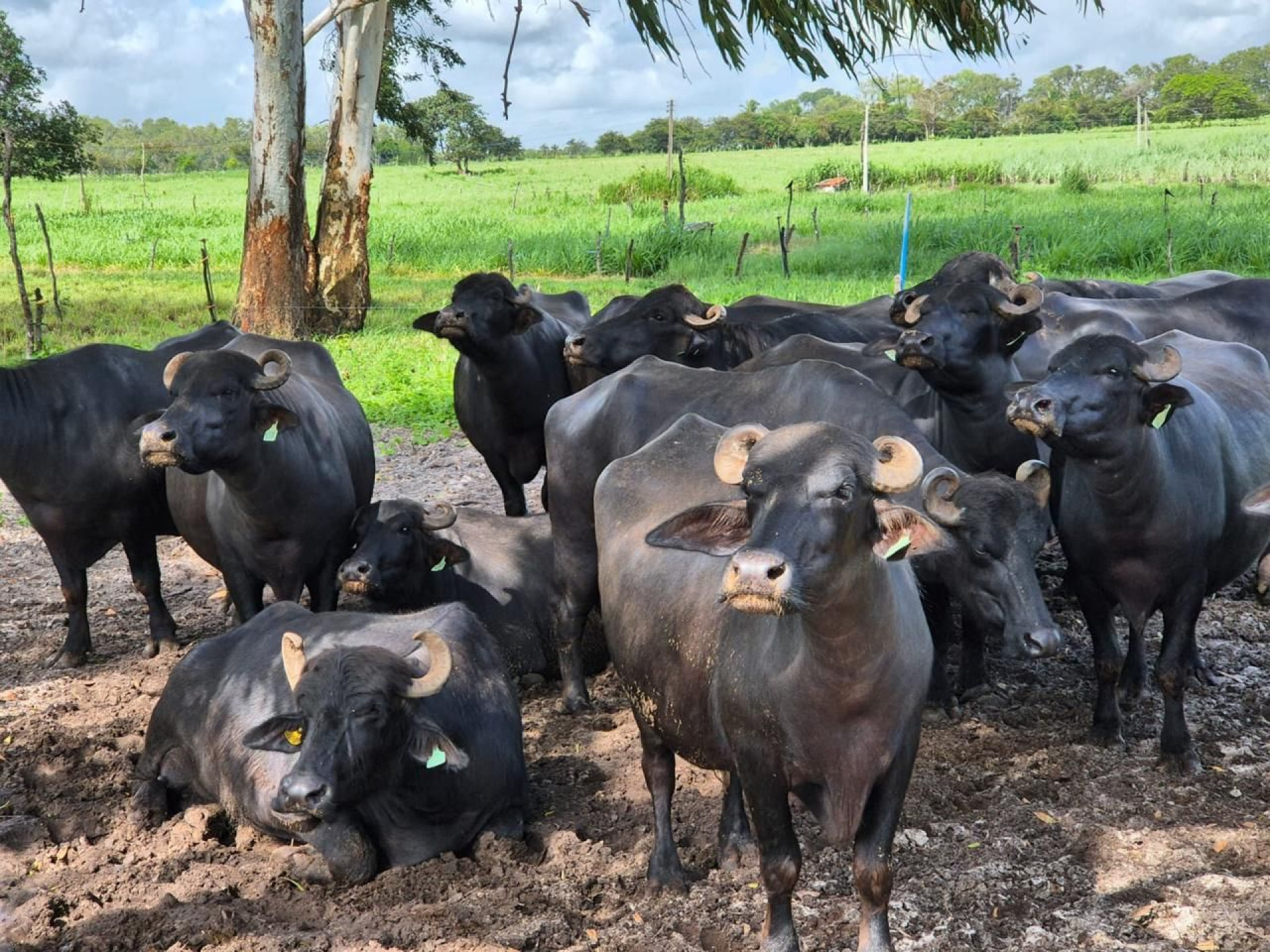 Criação de búfalos no Ceará(Foto: Daniela Prado/Laguna/Divulgação)
