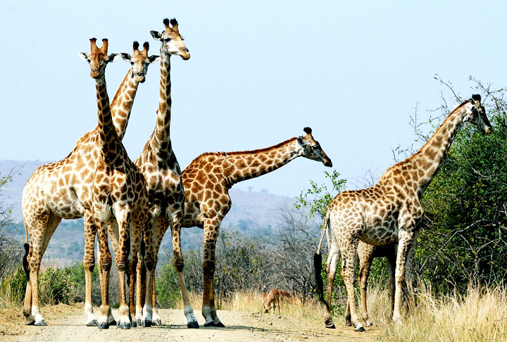 O passeio para a caça de uma girafa, por exemplo, saía por 1.500 dólares. 