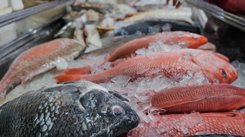 Uma das espécies mais consumidas pelos brasileiros, tilápia é considerada uma espécie invasora por suas fugas e resistência em diferentes ambientes 