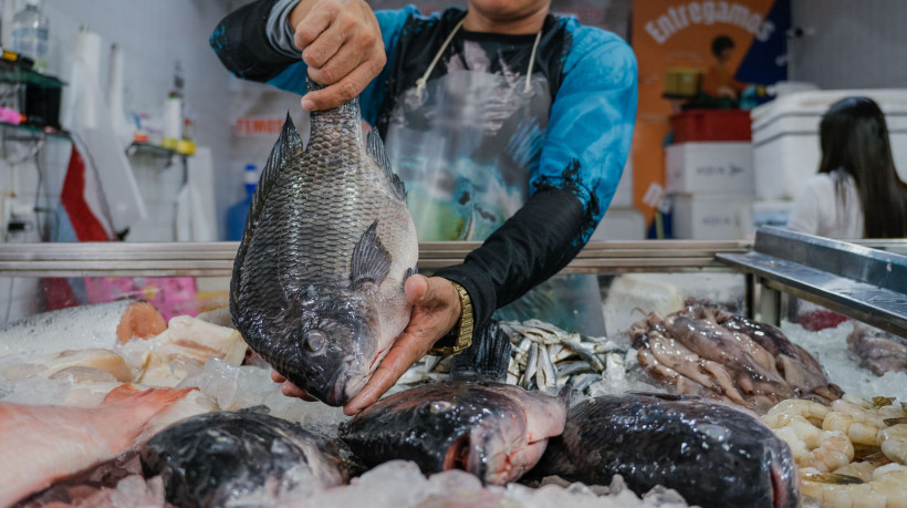 Cear&aacute; aumenta produ&ccedil;&atilde;o de til&aacute;pia ap&oacute;s anos de seca e projeta retomada das exporta&ccedil;&otilde;es em 2026