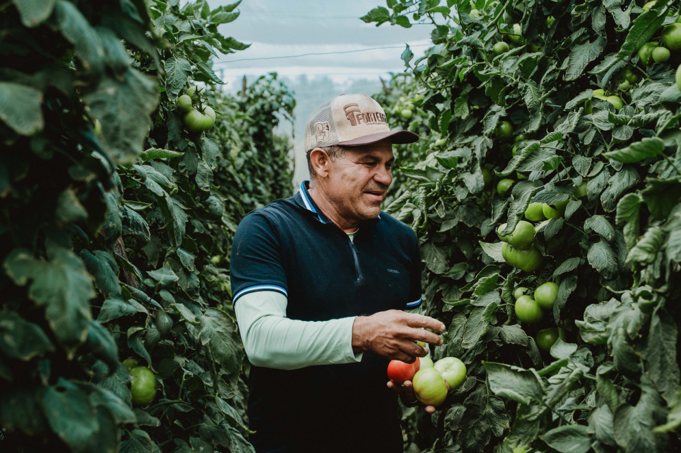 Agricultura irrigada em desenvolvimento no Ceará. Na imagem, fazenda de tomates em Guaraciaba do Norte, propriedade do produtor rural Francisco "Novato"
