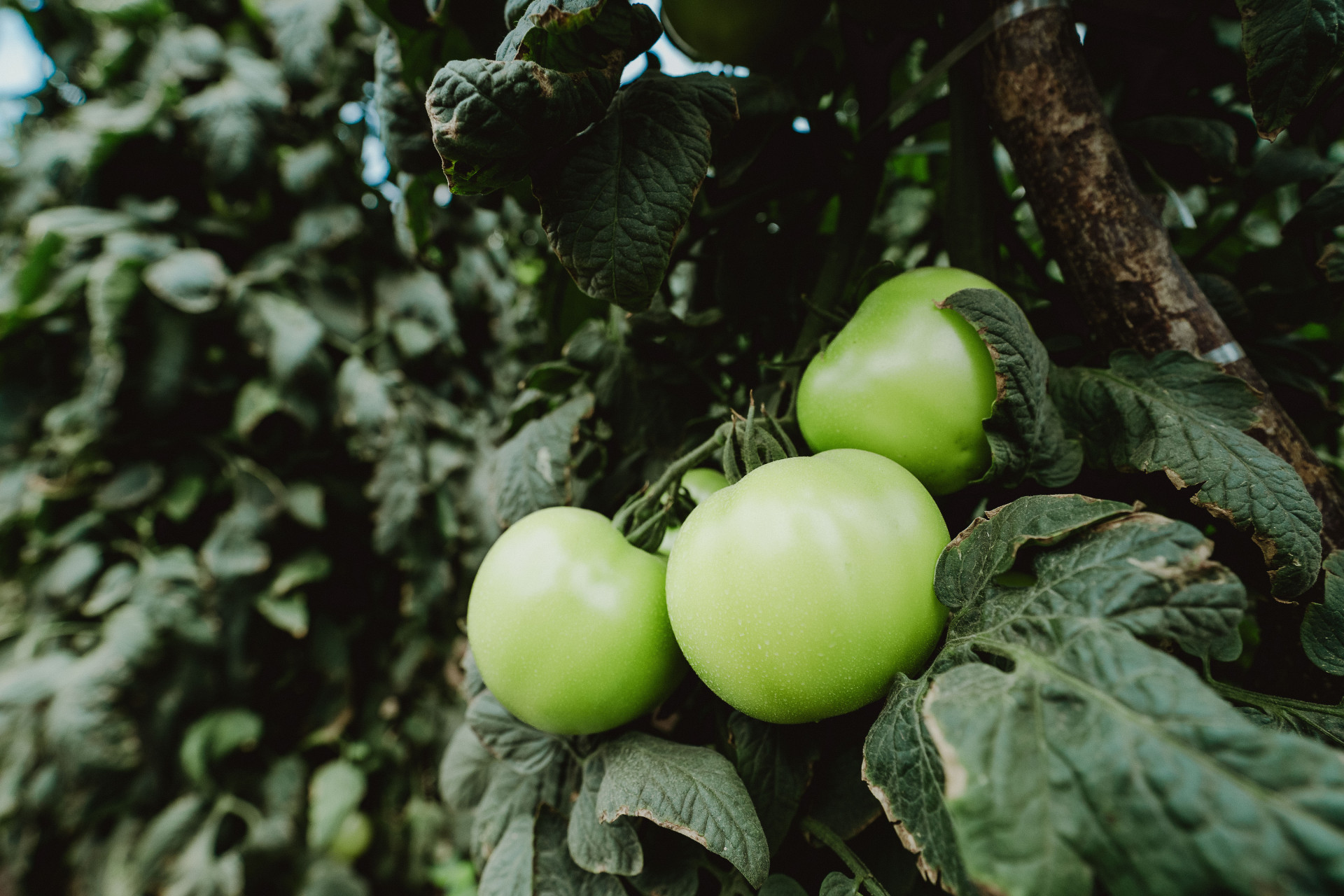 Região da Ibiapaba é destaque com a produção de frutas, legumes e verduras no Ceará (Foto: JÚLIO CAESAR)