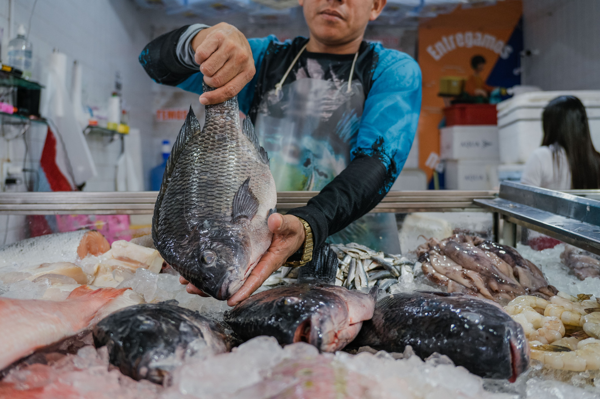 ￼CEARÁ aumenta produção de tilápia após anos de seca e projeta retomada das exportações em 2026 (Foto: FERNANDA BARROS)
