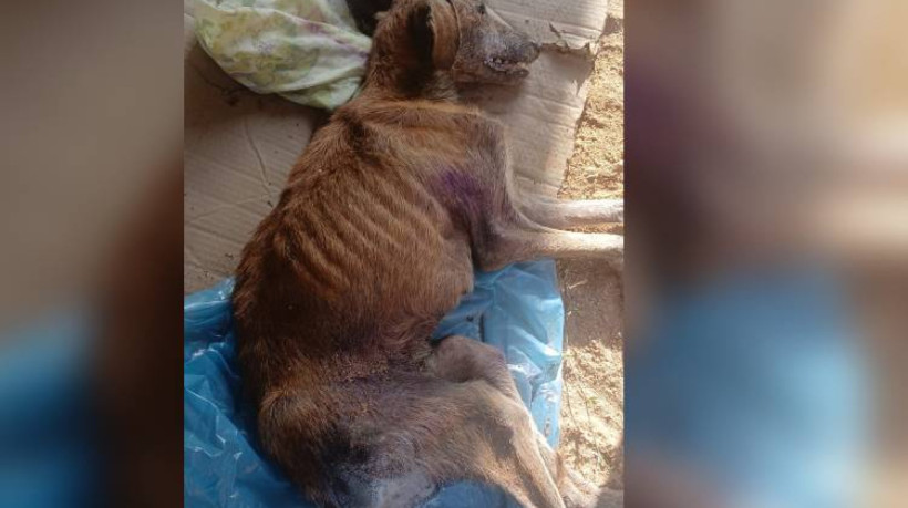 Animal se encontra debilitado e pecisando de ajuda