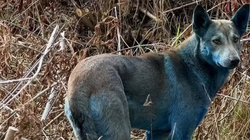 A pelagem azul dos cães encontrados em Chernobyl  gerou especulações sobre possíveis mutações genéticas ligadas à radiação
