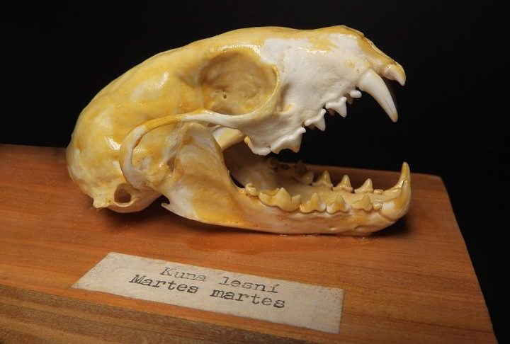 Os dois pré-molares são claramente visíveis, e essa característica indica que se trata de uma espécie do gênero Martes, indicaram os cientistas.