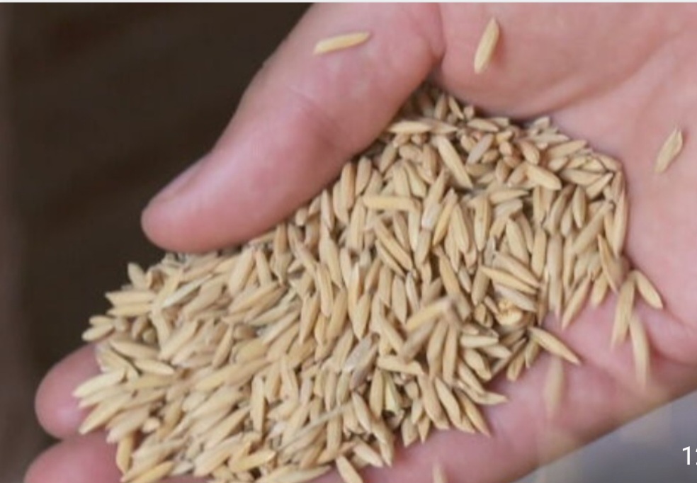 Em termos de economia, o município mantém forte presença agrícola - especialmente a rizicultura (cultivo do arroz) - além de pequenas empresas de serviços, e recebe investimentos em projetos industriais e turísticos.
