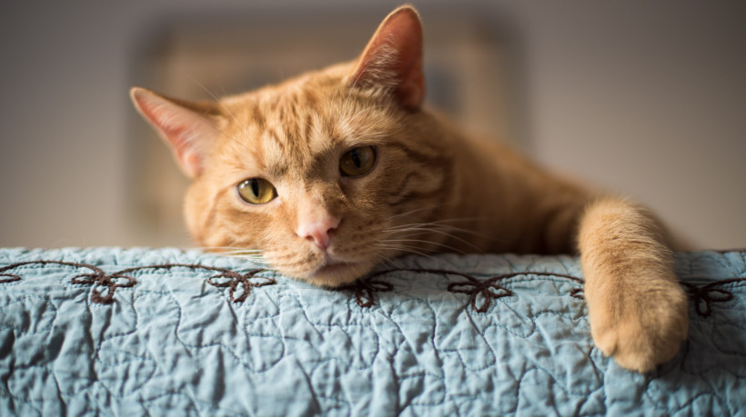 Segundo o jornal Le Parisien, o gato laranja é acusado de causar danos como marcas de patas em um reboco secando, urinar em um edredom e defecar no jardim. 