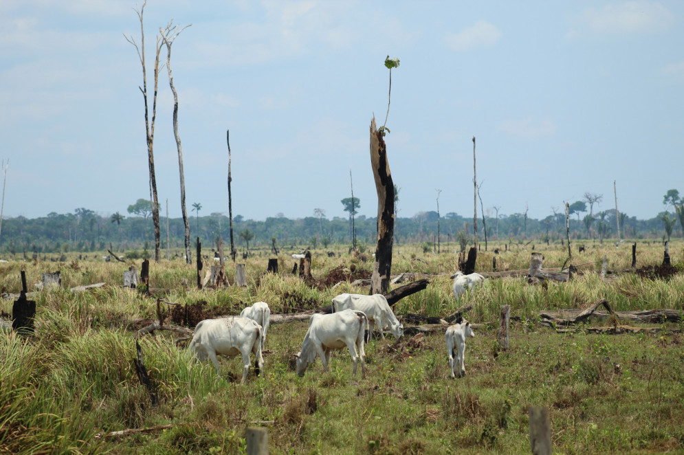 Agricultura, pecu&aacute;ria, produ&ccedil;&atilde;o florestal, pesca e aquicultura est&atilde;o entre os setores que v&atilde;o se orientar pela TSB(Foto: Adobe Stock )