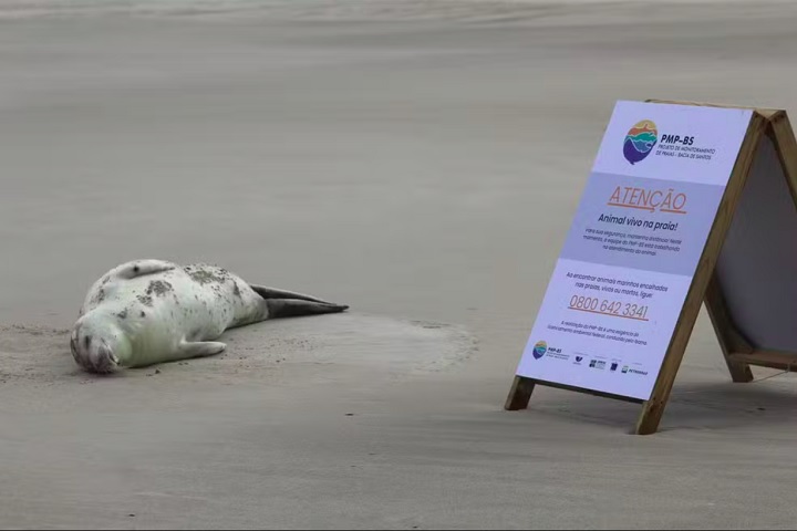 O animal foi encontrado pelo Projeto de Monitoramento de Praias da Bacia de Santos (PMP-BS) e acompanhado pelo Laboratório de Zoologia da Udesc. 