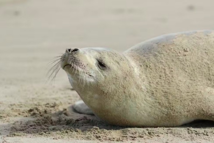 No início de maio, uma foca-caranguejeira (Lobodon carcinophagus), espécie típica da região subantártida e antártida, foi avistada no litoral sul de Santa Catarina.