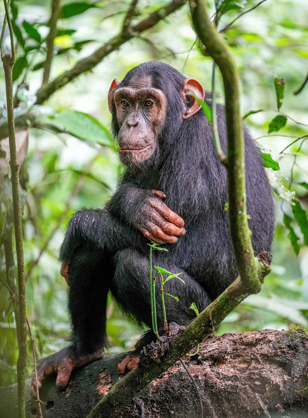 Segunda maior floresta tropical do mundo depois da Amazônia. Abriga muitas espécies endêmicas, como o Chimpanzé Pigmeu.