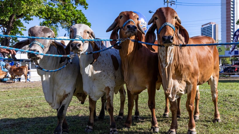 Retomada de leilões de gado também marcou a 69ª edição