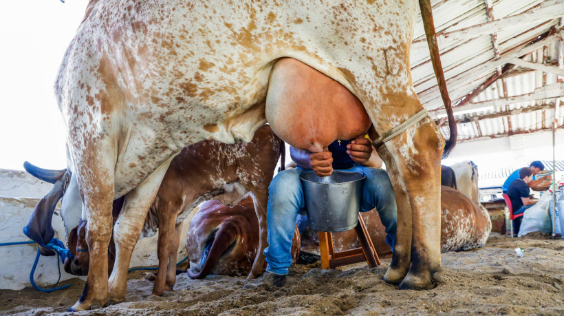 A pecu&aacute;ria leiteira foi o destaque entre os setores do agro cearense que mais cresceram