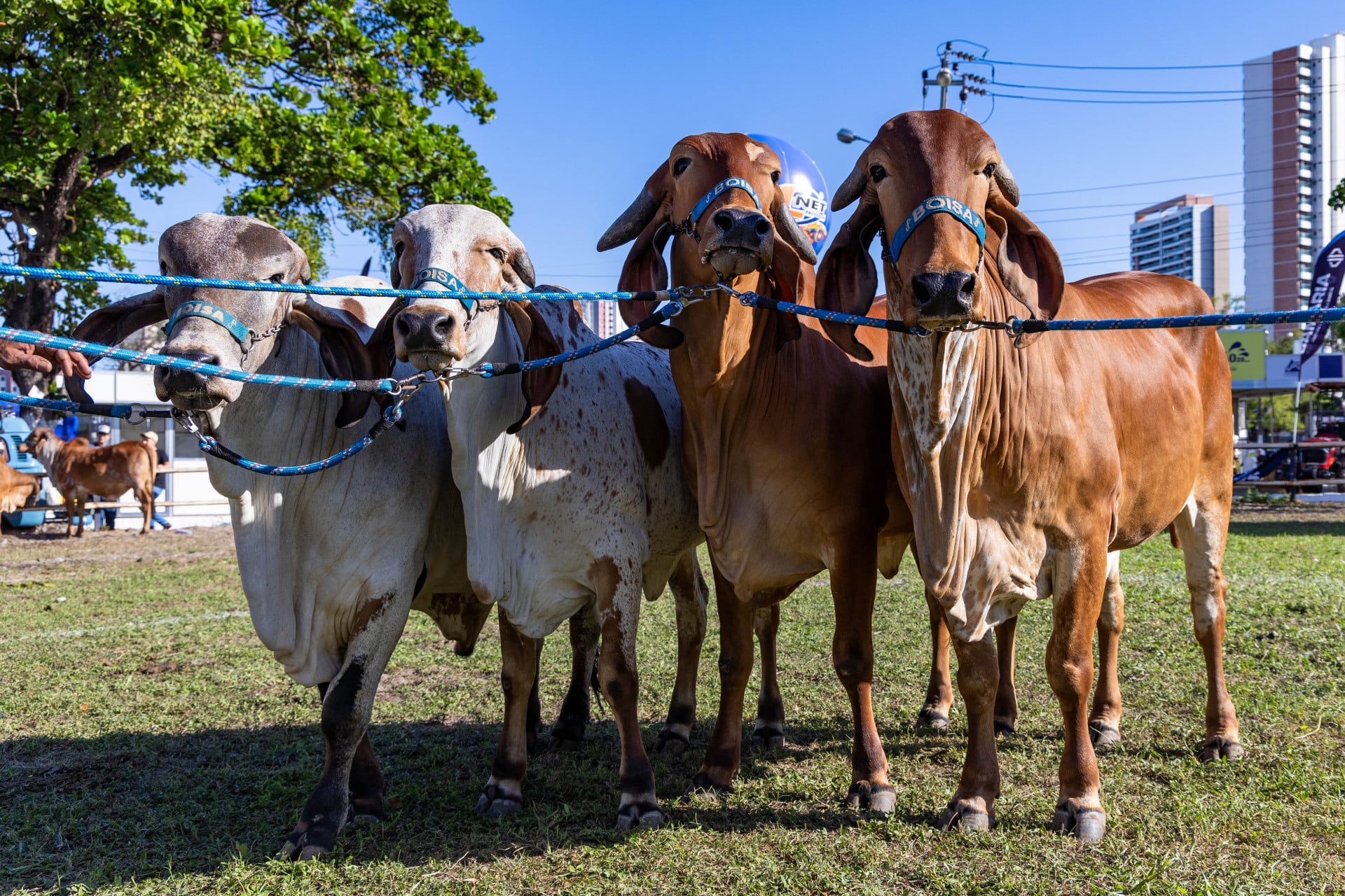 Abate de bovinos cresceu 28,1% no 3º trimestre de 2025, enquanto a captação de leite avançou 34,8%, segundo o IBGE (Foto: FCO FONTENELE)