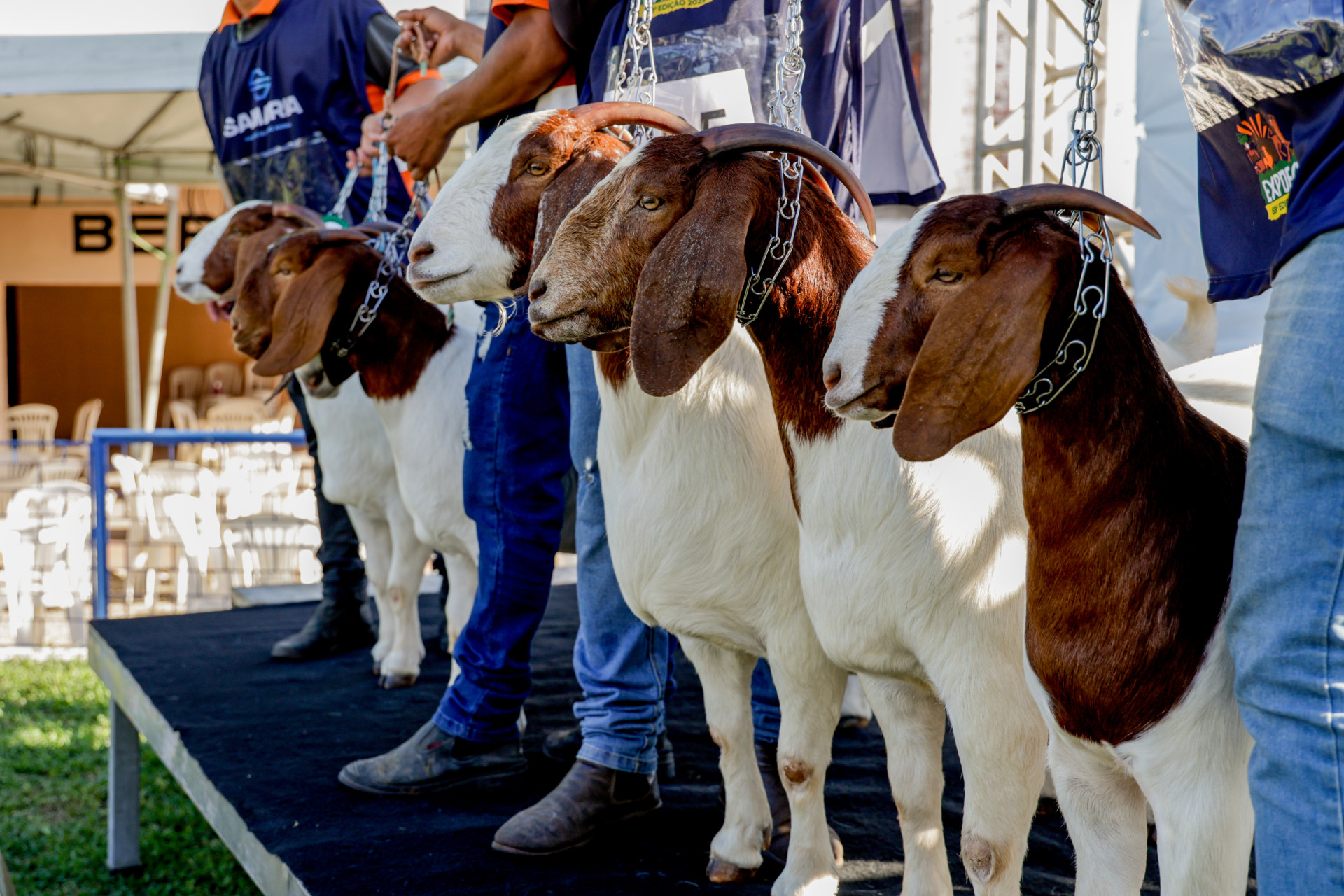 Leilão dos caprinos da raça boer fatura cerca de R$ 1 milhão (Foto: FCO FONTENELE)
