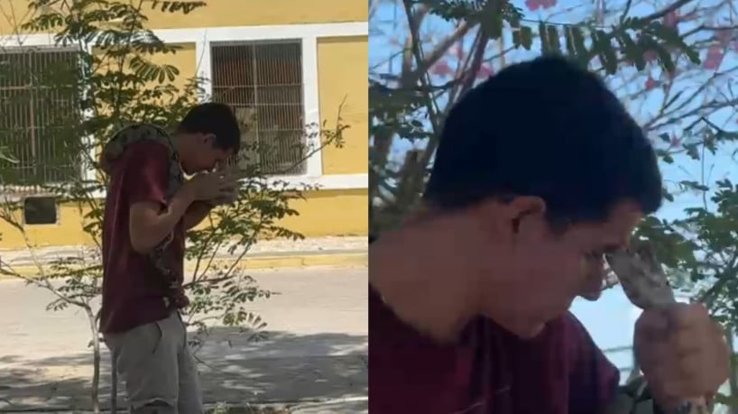 A jiboia é da espécie boa constrictor 