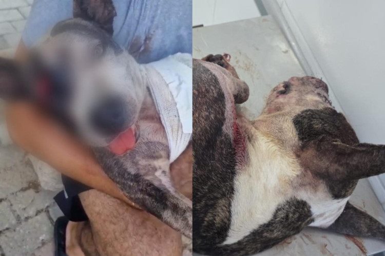 Cachorro foi alvejado a tiros duas vezes no bairro Jangurussu, em Fortaleza