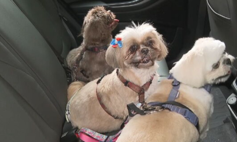 Se houver mais de um cachorro no veículo, todos têm que ter a proteção individual com cinto de segurança para impedir que eles 'voem' em caso de acidente. 