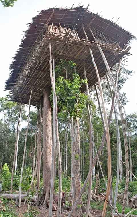 As casas são erguidas sobre uma árvore principal reforçada, usando plataformas de bambu amarradas com cipós e cobertas com folhas de palmeira.