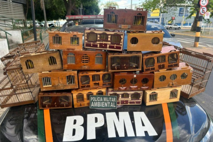 Os policiais apreenderam 16 caixas de transporte e duas gaiolas usadas especificamente na prática de rinha