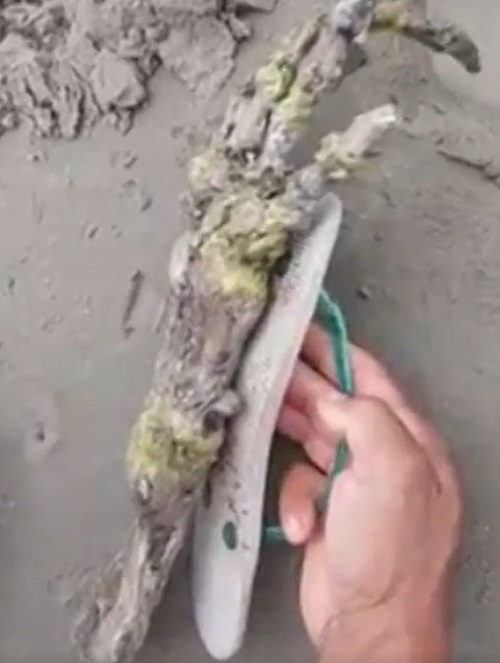 Para pegar o esqueleto, o casal usou o chinelo que um deles estava usando para caminhar. 