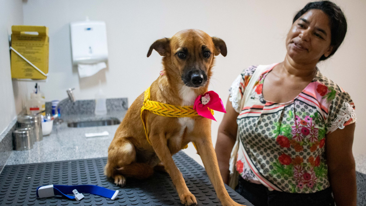 Mutirão gratuito de castração acontece no último final de semana de novembro, no sábado, 29, e domingo, 30