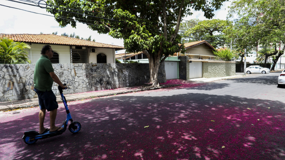 Floração do jambo. Rua José Vilar.