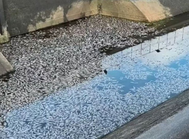 Peixes mortos, boiando após o esvaziamento do Canal da Integração, foram registrados por influenciador da região na sexta-feira, 21
 