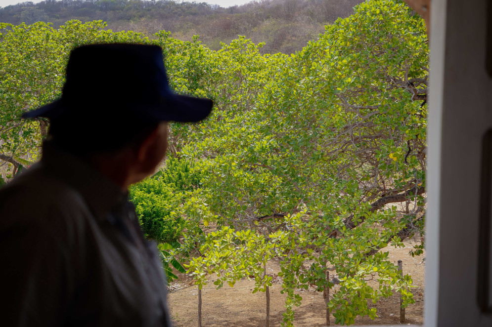 Da janela de um dos quartos, a vista para o pomar na propriedade de 200 hectares(Foto: AURÉLIO ALVES)