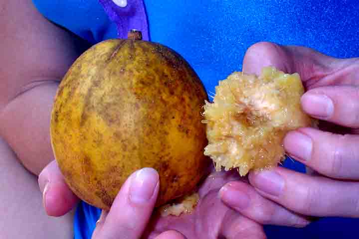 O cajá-manga ajuda a combater a anemia por ser uma fruta rica em vitamina C, um nutriente que melhora a absorção de ferro presente nos alimentos, um mineral essencial para a formação da hemoglobina.