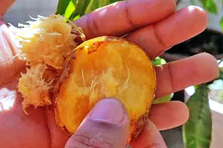 Ele se desenvolve melhor em solos profundos, férteis, levemente ácidos, bem drenados e ricos em matéria orgânica. Por outro lado, solos muito compactos ou encharcados devem ser evitados. 