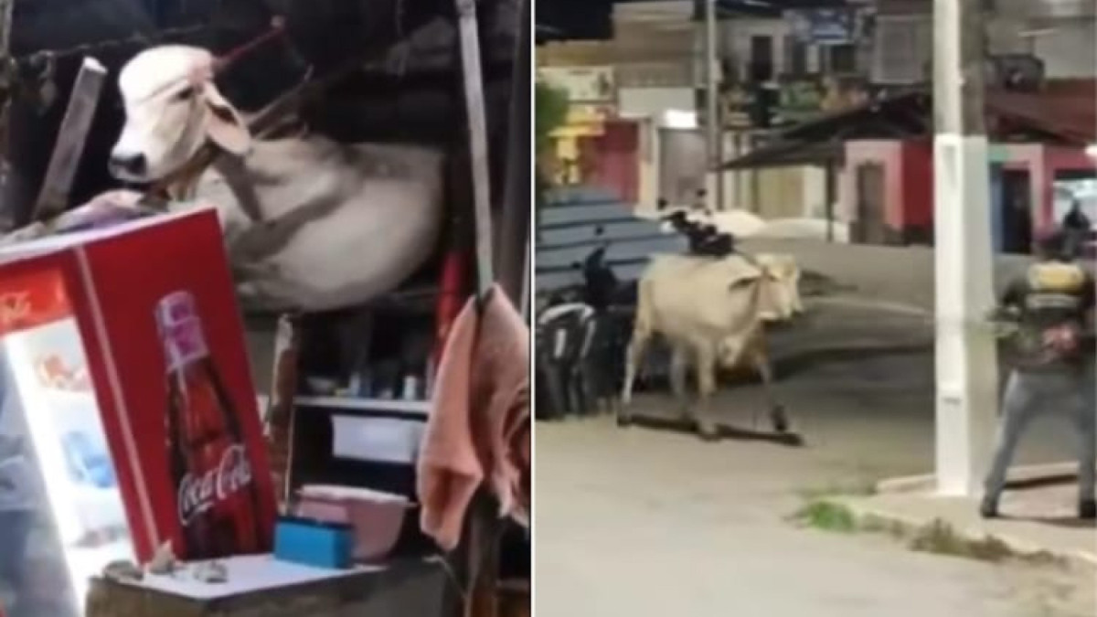 O animal foi contido por três homens após deixar o estabelecimento