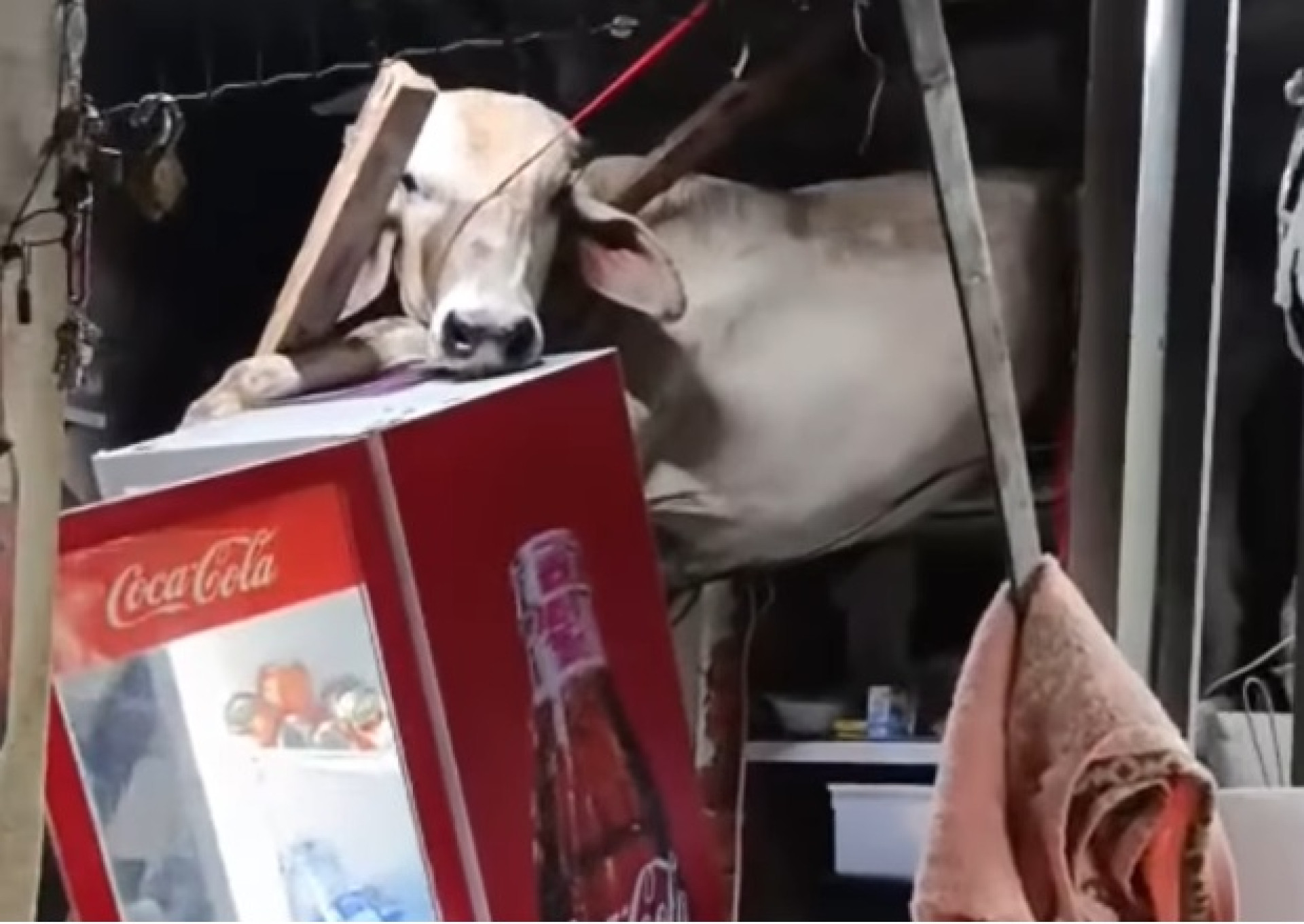 O animal foi contido por três homens após deixar o estabelecimento (Foto: Reprodução/ Redes Sociais)