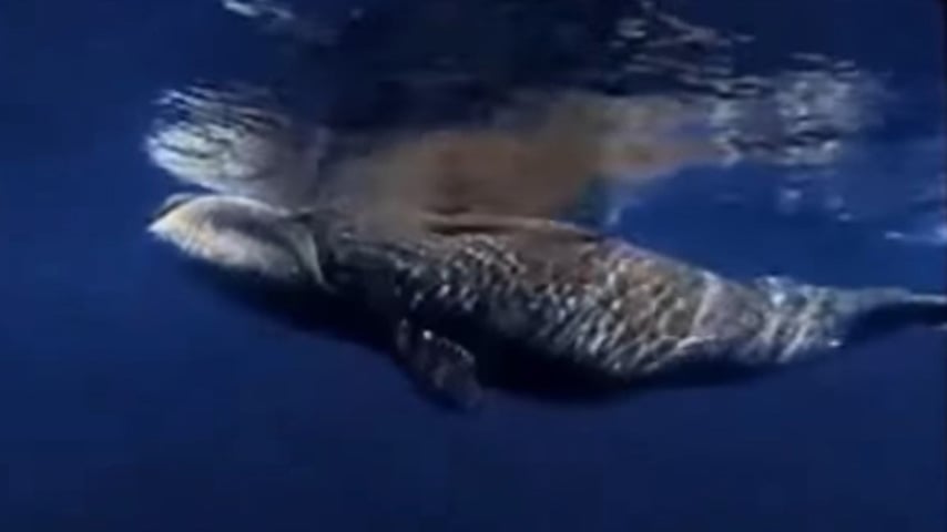 Os machos medem entre 14 e 17 metros e, as fêmeas podem chegar a 16 a 18 metros. É um animal grande, pesando entre 75 e 100 toneladas. Também pode ser chamada de baleia-franca ou baleia-polar, e atinge até 211 anos de idade.