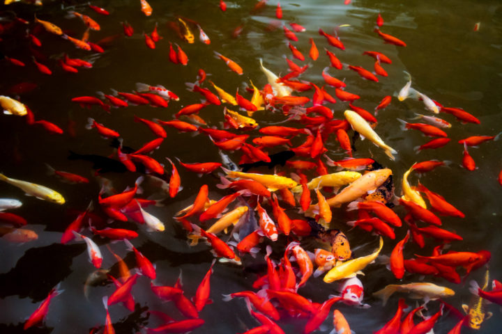 A carpa-comum (Cyprinus carpio) é provavelmente um dos peixes de criação mais populares e apreciados no mundo, especialmente na Ásia. É um peixe de água doce, ou seja, encontrado em rios e lagos. 