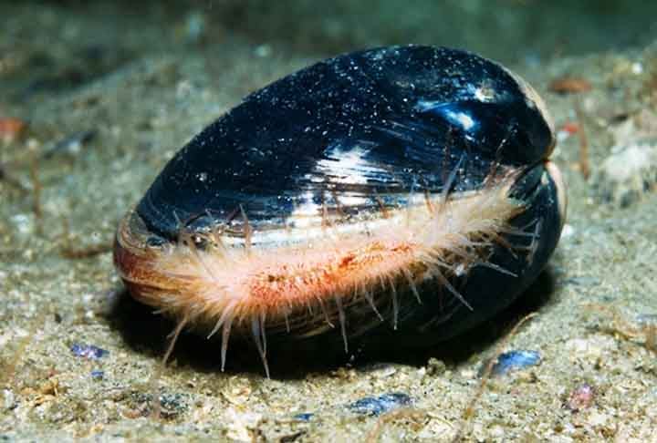 O quahog do oceano (Artica islandica) é o molusco mais longevo que existe. Foi descoberto por acidente, quando um grupo de biólogos decidiu estudar o Ming, considerado o molusco mais antigo do mundo. 
