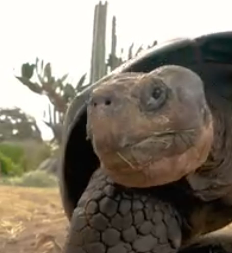 A tartaruga Gramma, considerada a “rainha do zoológico”, morreu aos 141 anos após encantar visitantes por quase um século no Zoológico de San Diego, na Califórnia, Estados Unidos.