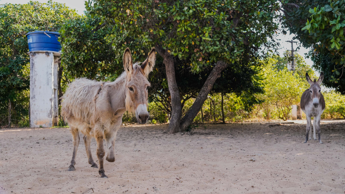 FORTALEZA, CEARÁ, BRASIL, 26-11-2025: Reportagem sobre maus-tratos de animais. Na foto, o espaço da protetora de animais, Érica de Caria, 49, que cuida de jumentos e cachorros maltratados. (Foto: Fernanda Barros/ O Povo)