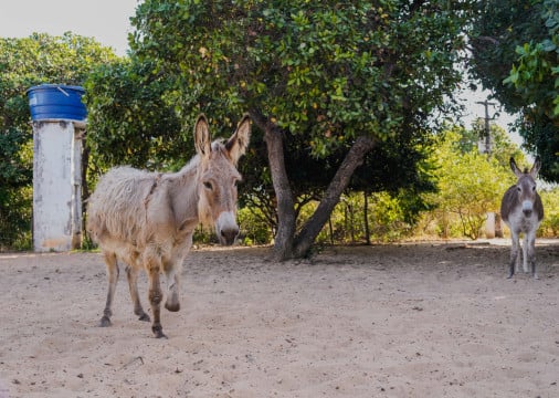 FORTALEZA, CEARÁ, BRASIL, 26-11-2025: Reportagem sobre maus-tratos de animais. Na foto, o espaço da protetora de animais, Érica de Caria, 49, que cuida de jumentos e cachorros maltratados. (Foto: Fernanda Barros/ O Povo)