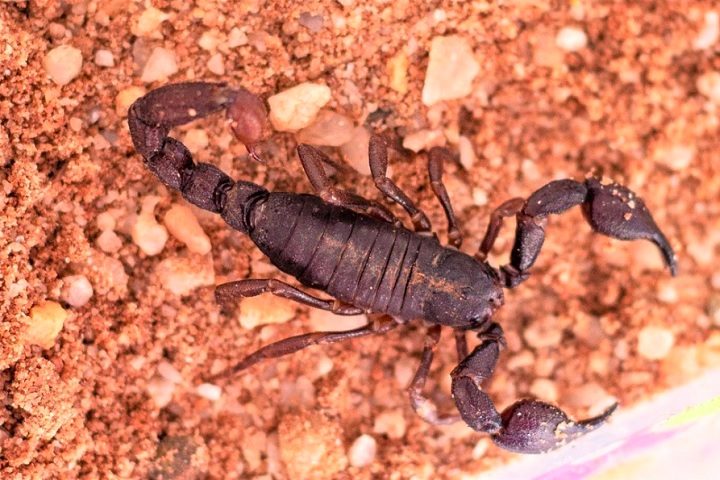 Apesar de não ser considerado ameaçado, o desmatamento e a degradação da floresta amazônica podem impactar suas populações.