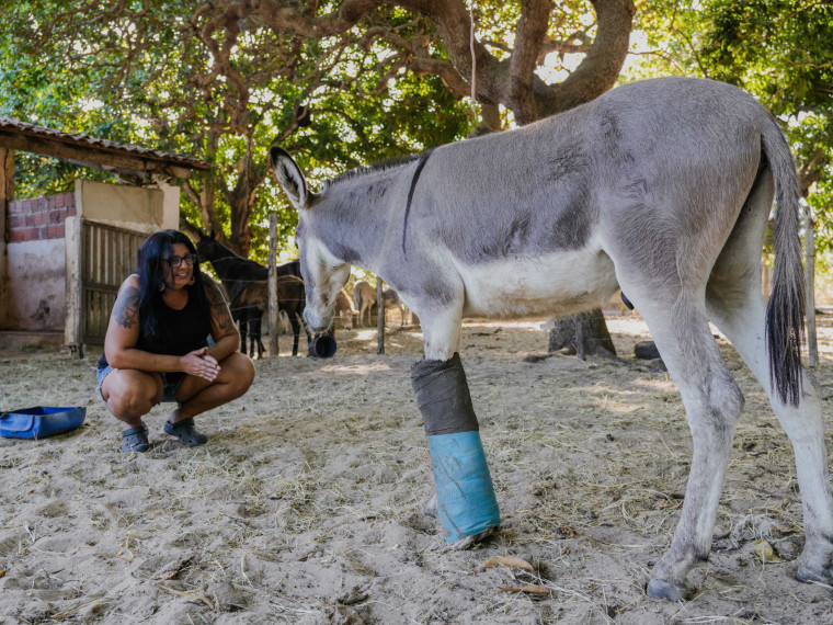 FORTALEZA, CEAR&Aacute;, BRASIL, 26-11-2025: Reportagem sobre maus-tratos de animais. Na foto, o espa&ccedil;o da protetora de animais, &Eacute;rica de Caria, 49, que cuida de jumentos e cachorros maltratados. (Foto: Fernanda Barros/ O Povo)
