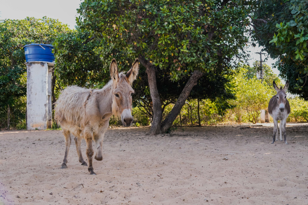 FORTALEZA, CEAR&Aacute;, BRASIL, 26-11-2025: Reportagem sobre maus-tratos de animais. Na foto, o espa&ccedil;o da protetora de animais, &Eacute;rica de Caria, 49, que cuida de jumentos e cachorros maltratados. (Foto: Fernanda Barros/ O Povo)(Foto: FERNANDA BARROS)