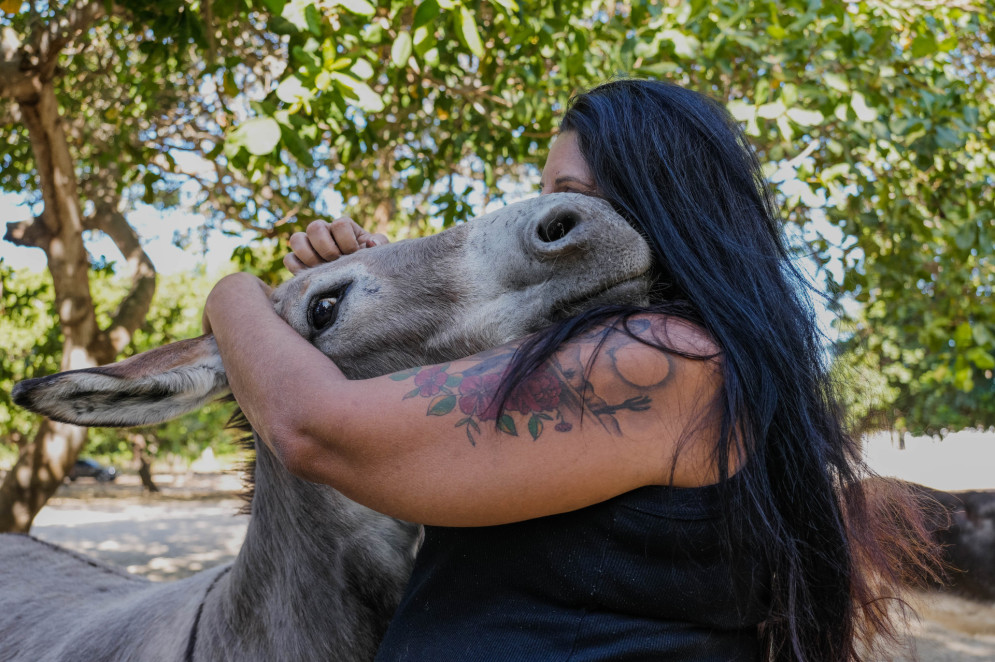 FORTALEZA, CEAR&Aacute;, BRASIL, 26-11-2025: Reportagem sobre maus-tratos de animais. Na foto, o espa&ccedil;o da protetora de animais, &Eacute;rica de Caria, 49, que cuida de jumentos e cachorros maltratados. (Foto: Fernanda Barros/ O Povo)(Foto: FERNANDA BARROS)