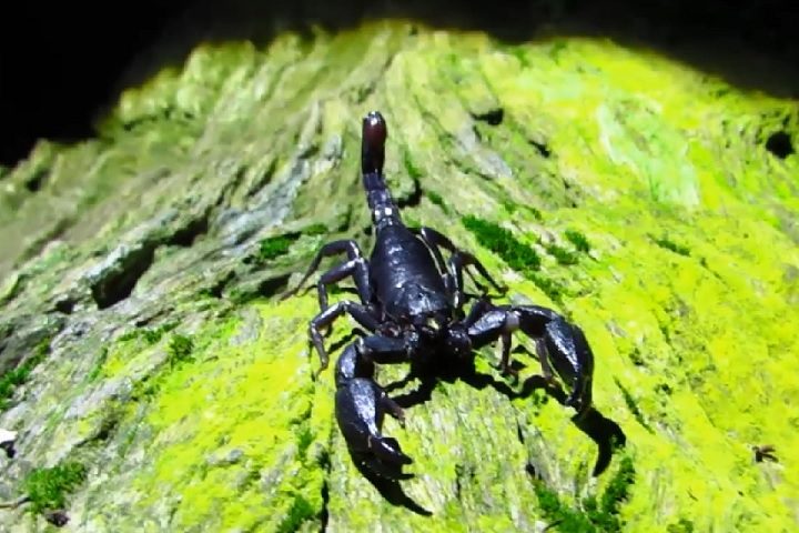 É considerado um escorpião de porte médio, com adultos medindo entre 4 e 6 centímetros.