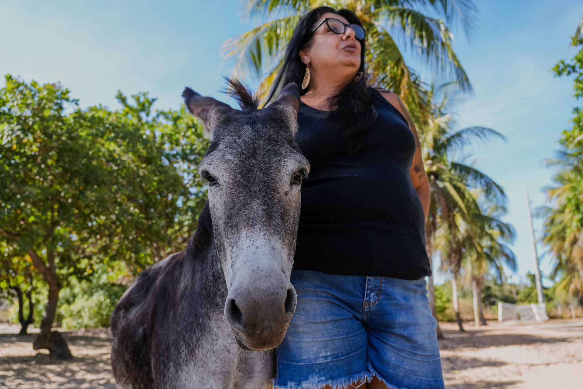 FORTALEZA, CEARÁ, BRASIL, 26-11-2025: Reportagem sobre maus-tratos de animais. Na foto, o espaço da protetora de animais, Érica de Caria, 49, que cuida de jumentos e cachorros maltratados. (Foto: Fernanda Barros/ O Povo)