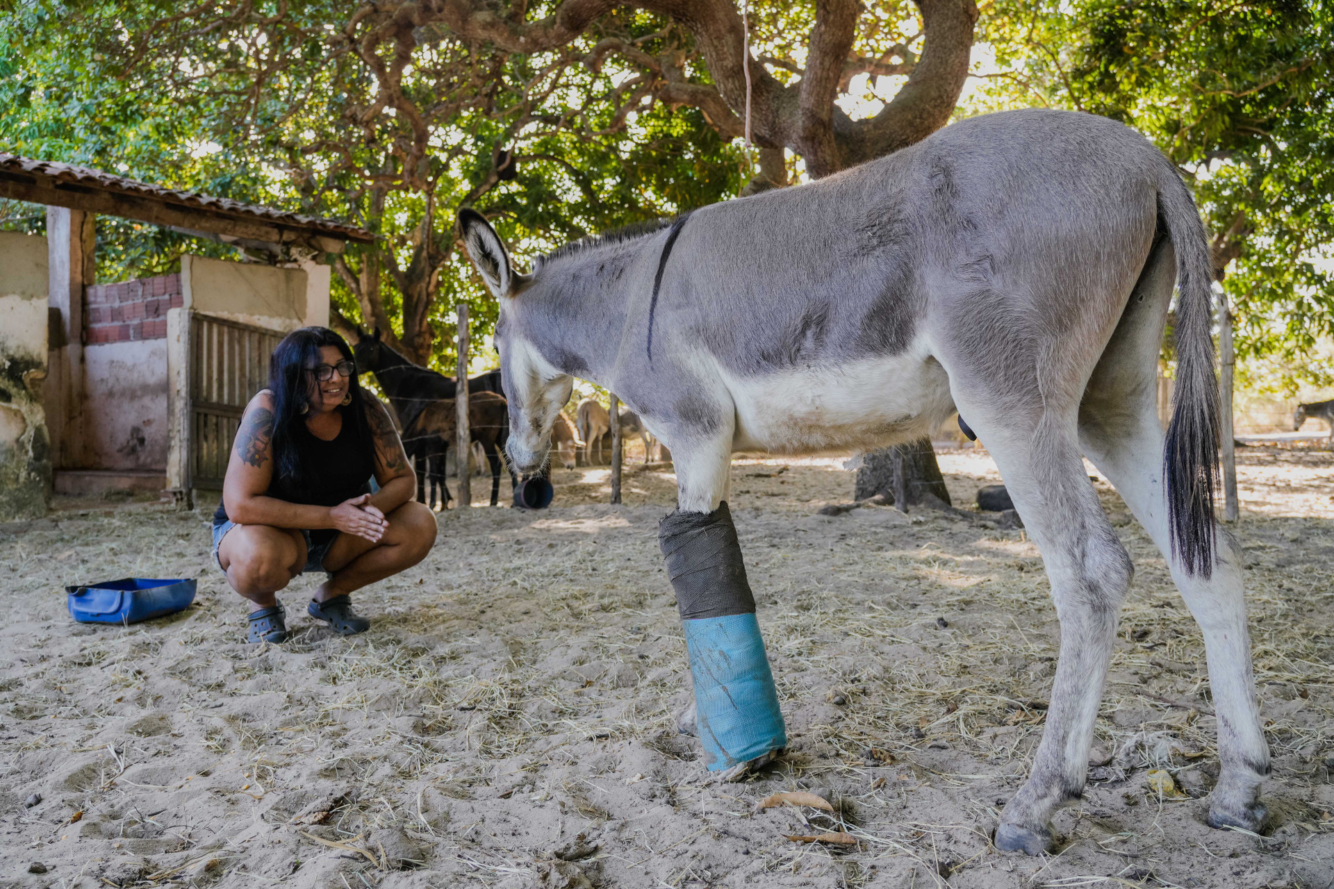 FORTALEZA, CEARÁ, BRASIL, 26-11-2025: Reportagem sobre maus-tratos de animais. Na foto, o espaço da protetora de animais, Érica de Caria, 49, que cuida de jumentos e cachorros maltratados. (Foto: Fernanda Barros/ O Povo)